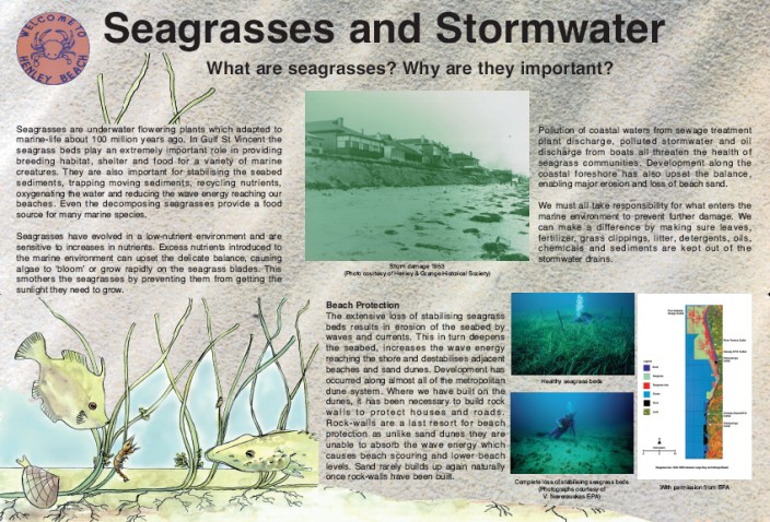 8SeagrassesStormwaterHB.jpg