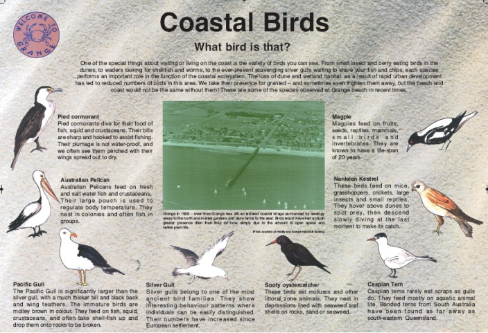 13CoastalBirdsG.jpg