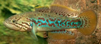 Purple spotted gudgeon.jpg