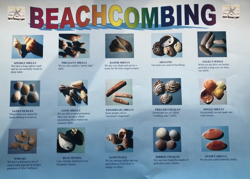 Beachcombing.JPG