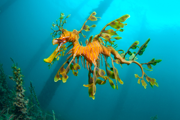 Leafy-Sea-Dragon-Rapid-Bay-Smaller_WEB.jpg