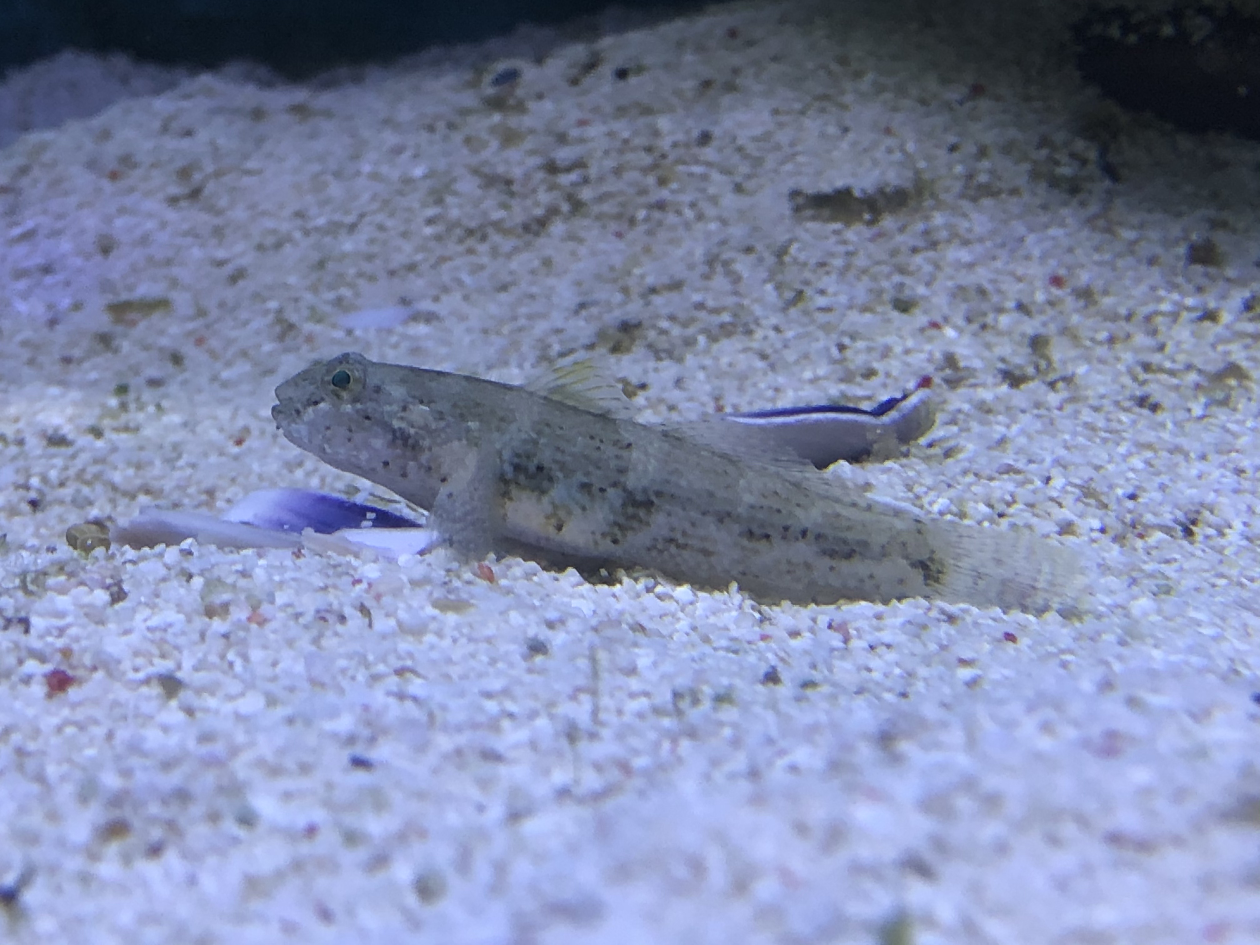 Goby.jpg