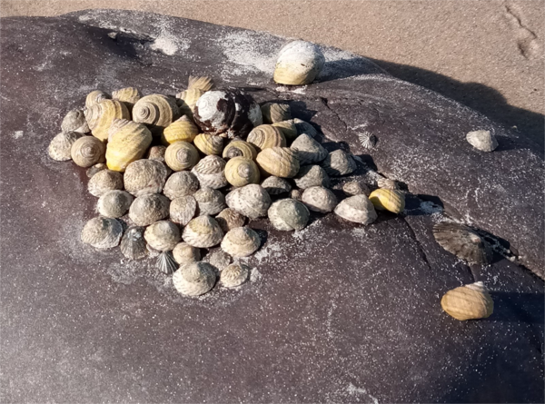 shells at hallett cove.png