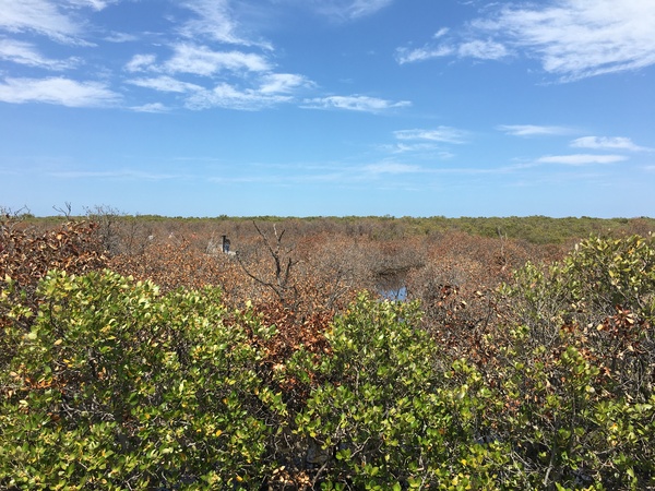 mangroves.jpeg
