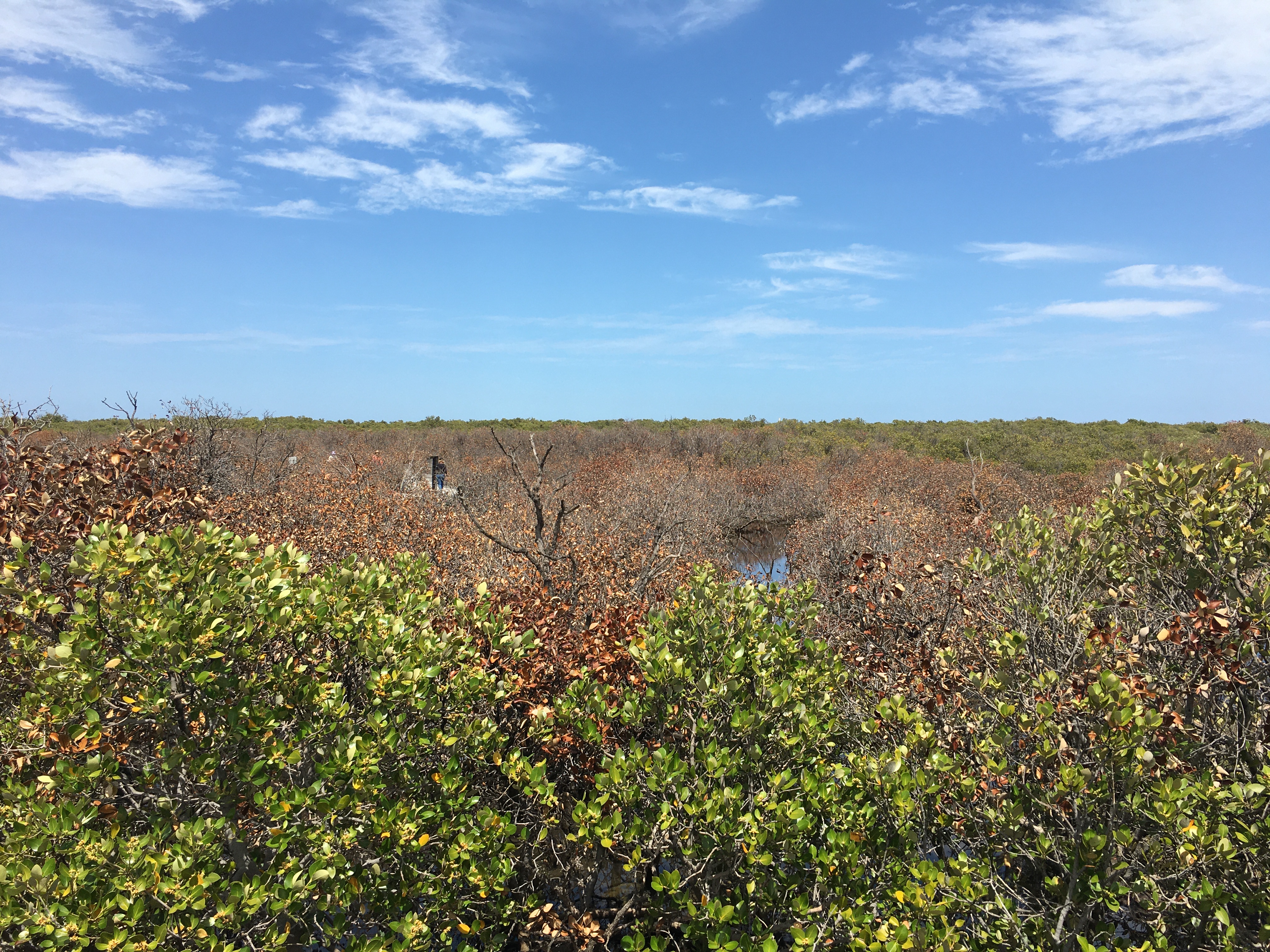 mangroves.jpeg