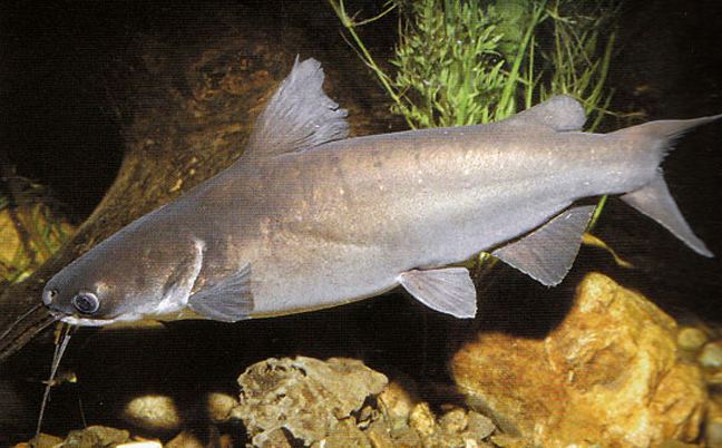 salmon catfish