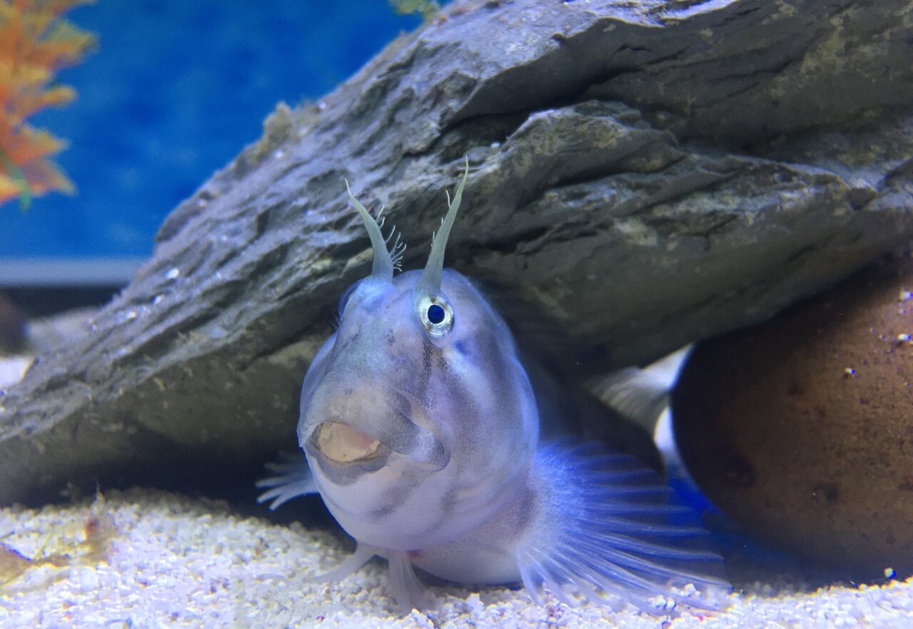 blenny.jpg