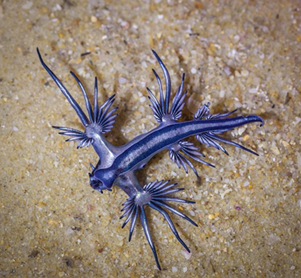 Glaucus atlanticus (Kippax 2019).png