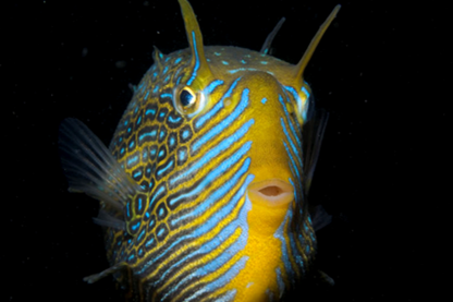 Male Ornate Cowfish (Julian Finn, n.d.).png