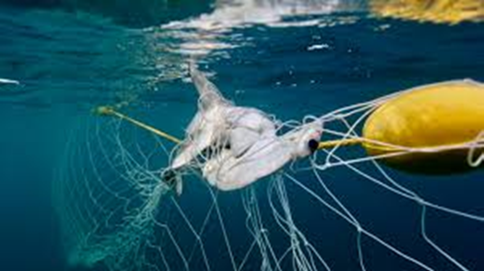 Hammerhead shark caught in the shark net (Image Andre Borell).png