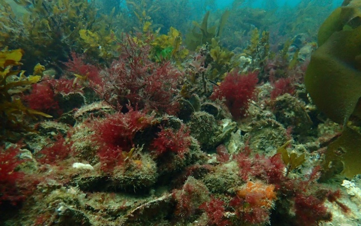 mud oyster reef.jpg