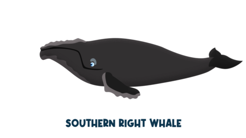 Southern right whale.png