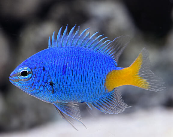 lg_70444_Yellowtail_Damselfish.jpg