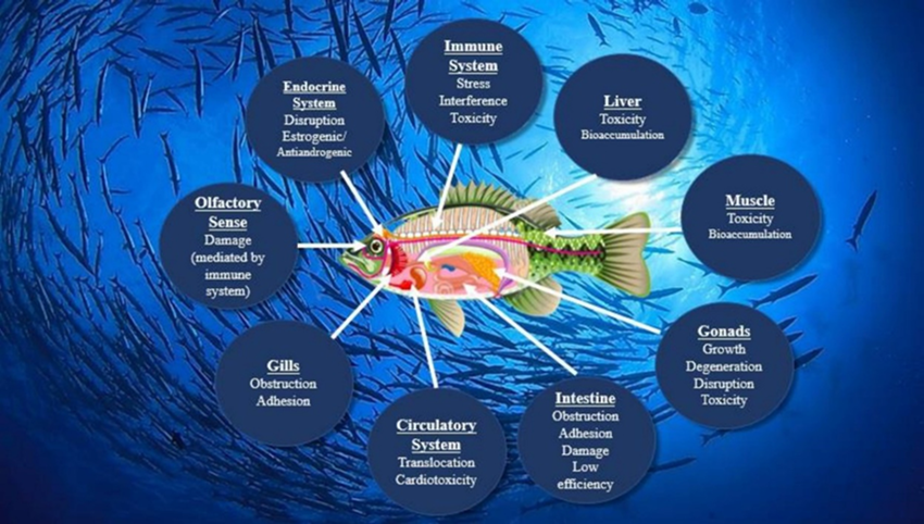 Figure 1 - microplastics.png