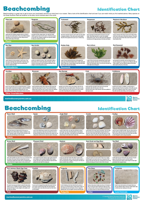 Beachcombing ID sheet.png